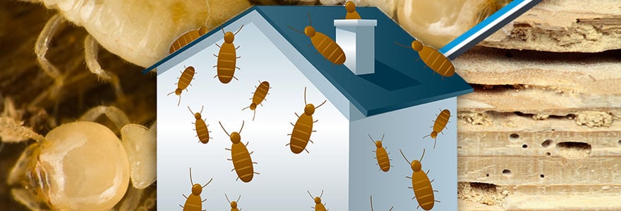 diagnostic termites